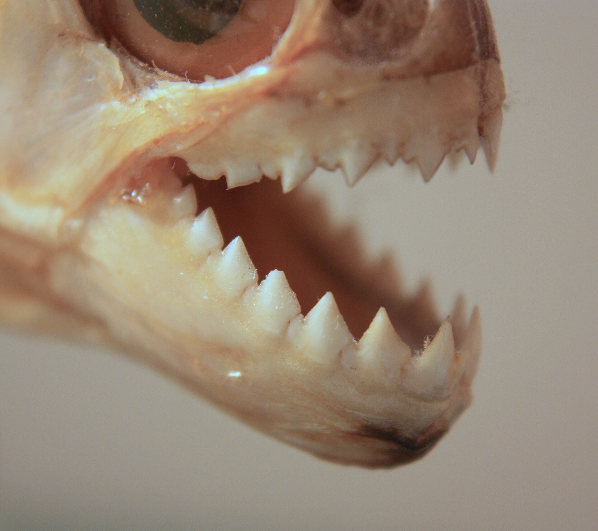 Imagem de referência de Piranhas, descrito nos dados abertos como município brasileiro do estado de Alagoas