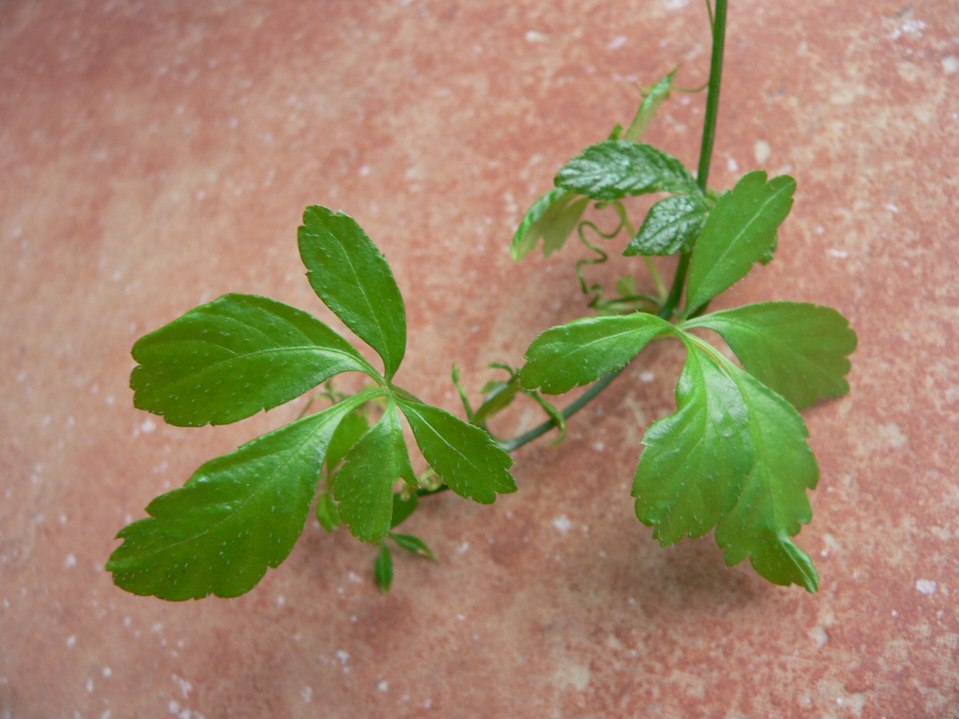 Imagem de referência de Gynostemma pentaphyllum, descrito nos dados abertos como espécie de planta