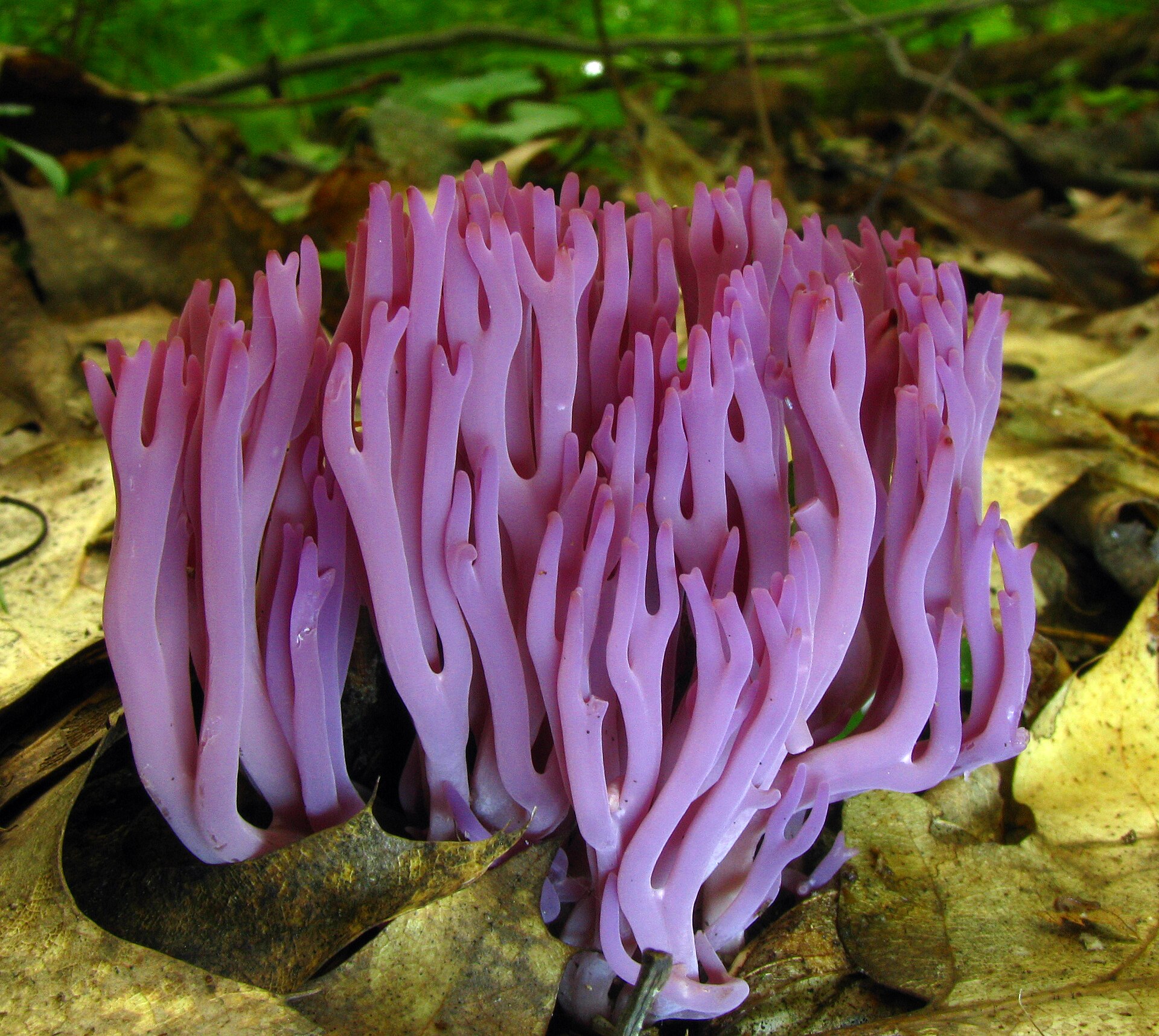 Imagem de referência relacionada a Mushroom Observer, item descrito como registro de referência sobre Mushroom Observer, organizado a partir de dados estruturados abertos