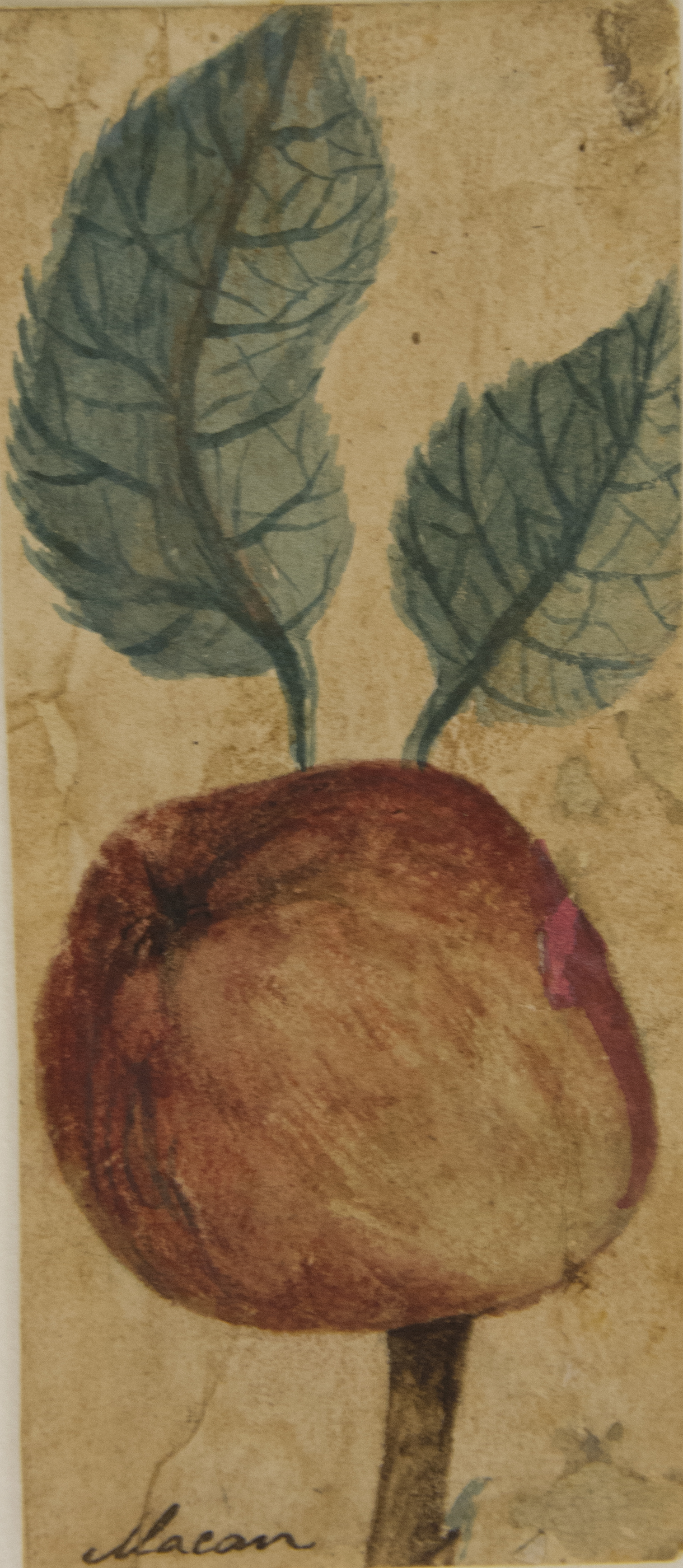 Imagem de referência de Desenho de Planta - Álbum M A B A D - Prancha N.7, descrito nos dados abertos como pintura da coleção do Museu Paulista - 4/6