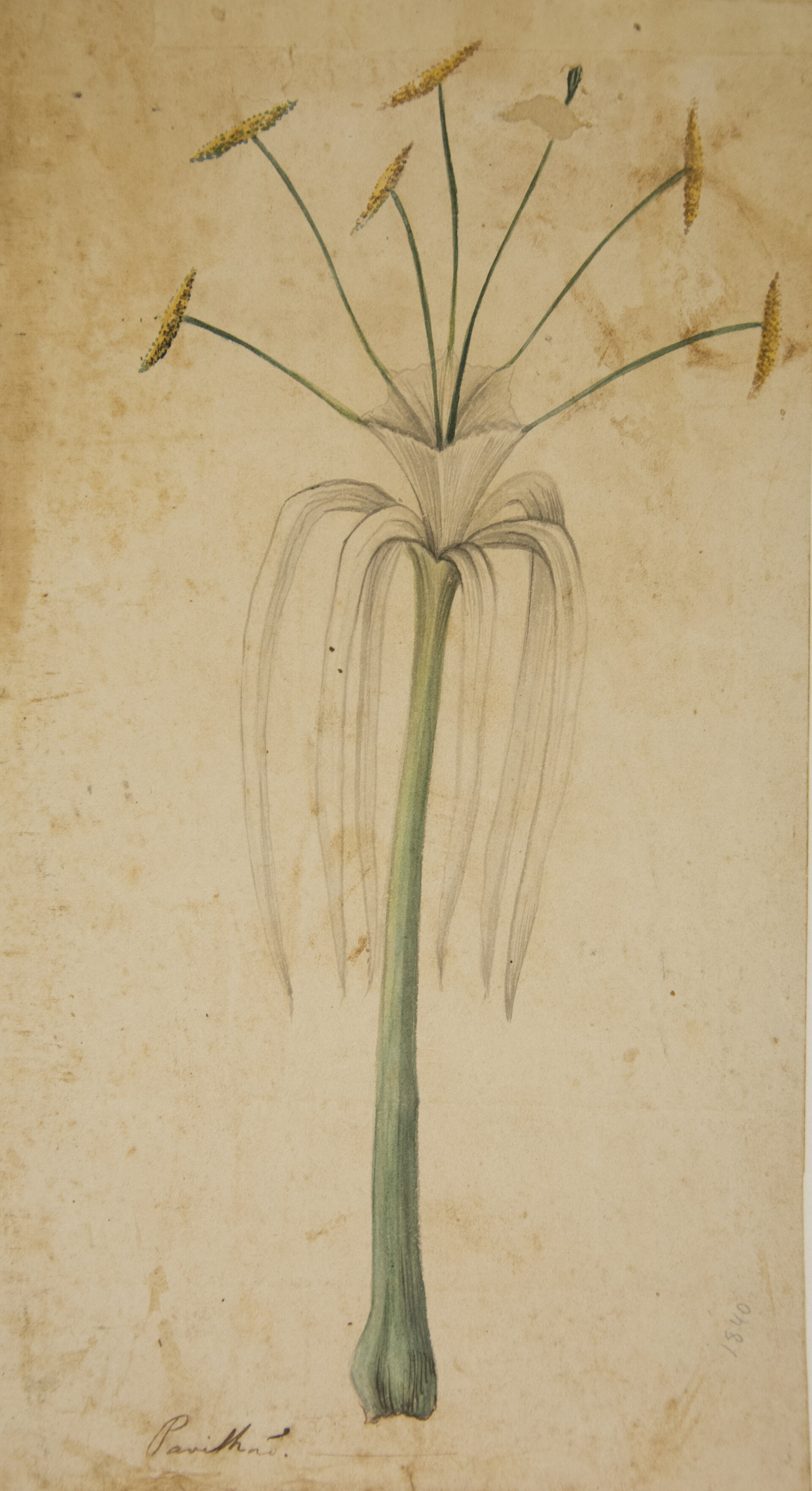Imagem de referência de Pavilhão - Álbum M A B A D - Prancha N.7, descrito nos dados abertos como pintura da coleção do Museu Paulista