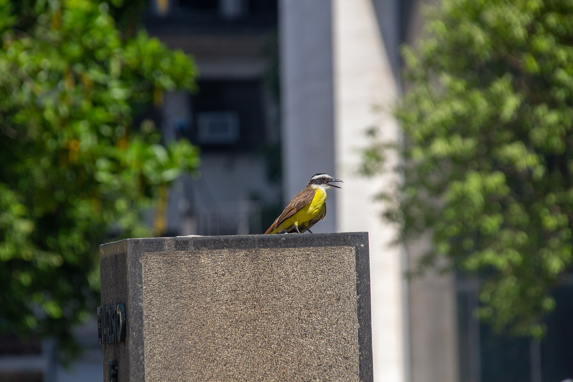 Imagem de referência de Busto de Evaristo de Morais, descrito nos dados abertos como monumento na cidade do Rio de Janeiro