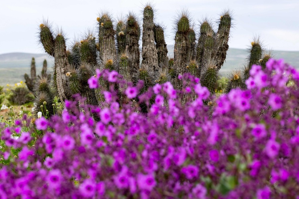 Cactos são vistos atrás de flores silvestres em flor no Deserto do Atacama, perto de Copiapó, Chile — Foto: Javier Torres / AFP