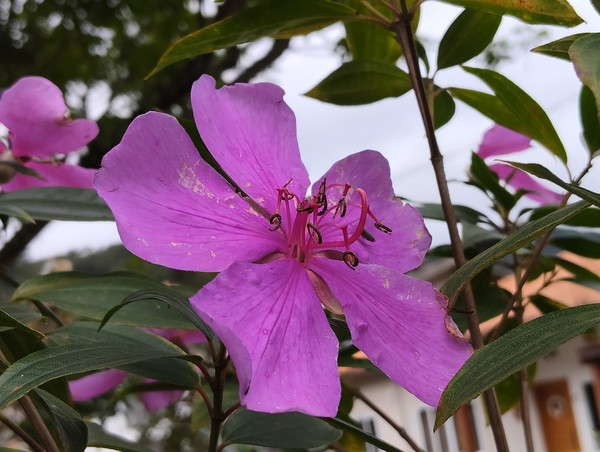 Redmi Note 17 Pro traz bateria gigante, mas a que custo? Veja impressões