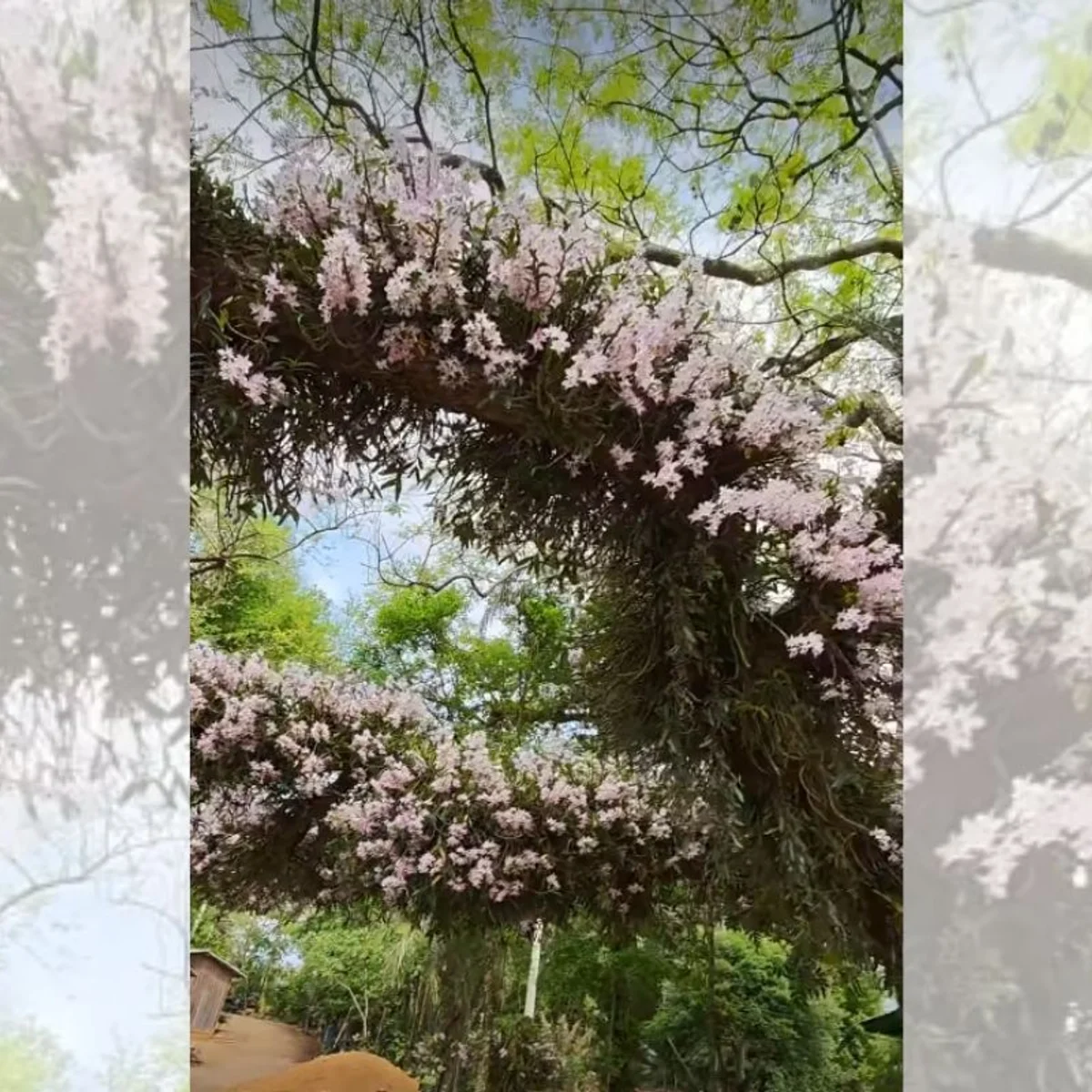 Idoso impressiona moradores ao cultivar orquídeas em árvores de rodovia