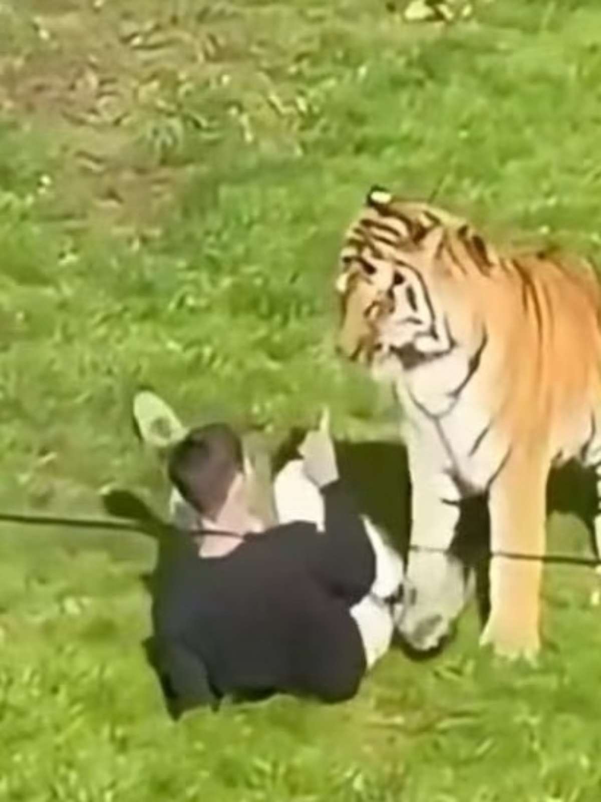 Homem morre após pular em jaula de tigre em zoológico na Inglaterra
