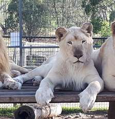 Registros de leão e leoas no Darling Downs Zoo. Foto de 2023, compartilhada pelo local Foto: Reprodução/Facebook/Darling Downs Zoo