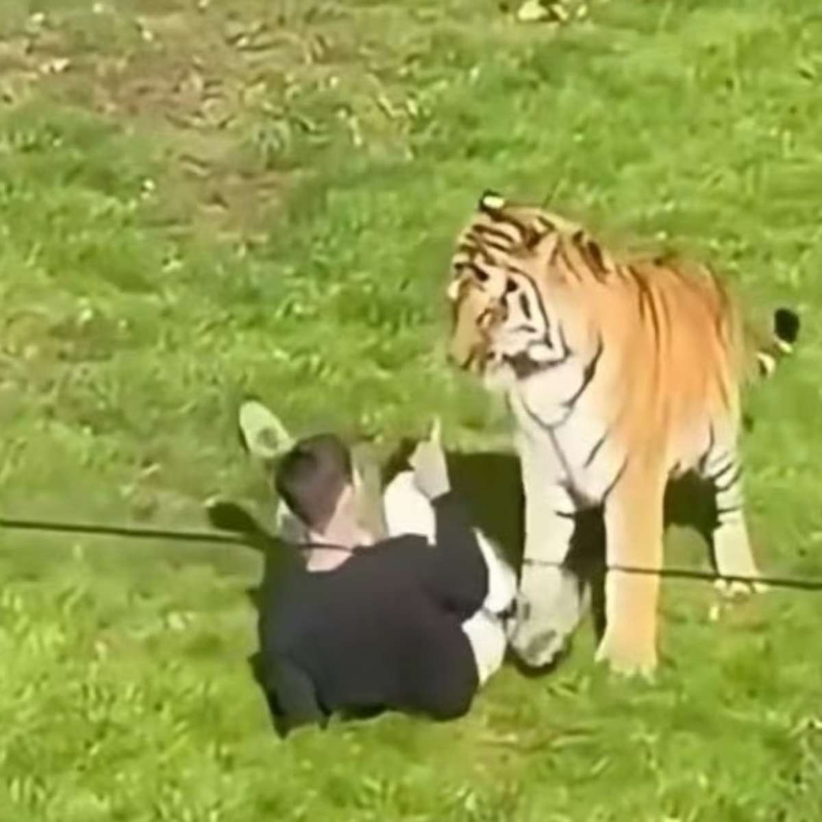 Homem morre após pular em jaula de tigre em zoológico na Inglaterra