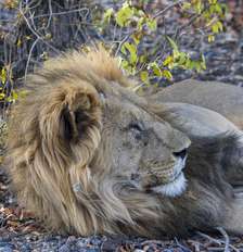 Um leão macho na Reserva de Caça Ongava, ao sul do Parque Nacional de Etosha, no noroeste da Namíbia. Foto: Wolfgang Kaehler/LightRocket via Getty Images