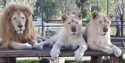 Registros de le&atilde;o e leoas no Darling Downs Zoo. Foto de 2023, compartilhada pelo local Foto: Reprodu&ccedil;&atilde;o/Facebook/Darling Downs Zoo