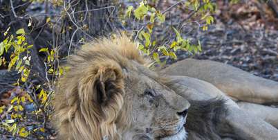 Um le&atilde;o macho na Reserva de Ca&ccedil;a Ongava, ao sul do Parque Nacional de Etosha, no noroeste da Nam&iacute;bia. Foto: Wolfgang Kaehler/LightRocket via Getty Images
