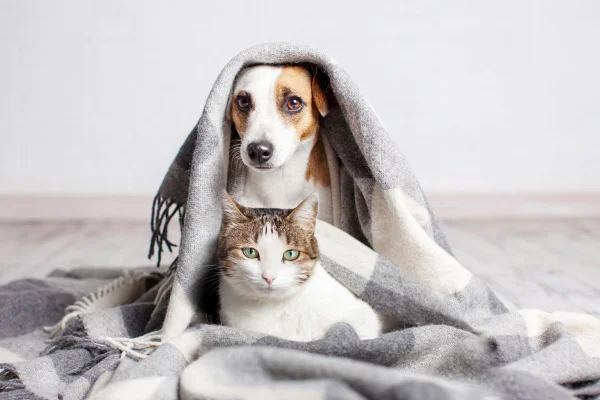 Limpeza de ouvido nos pets evita infecções e doenças; confira passo a passo