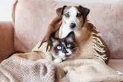 Limpeza de ouvido nos pets evita infecções e doenças; confira passo a passo