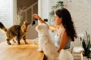 Limpeza de ouvido nos pets evita infecções e doenças; confira passo a passo