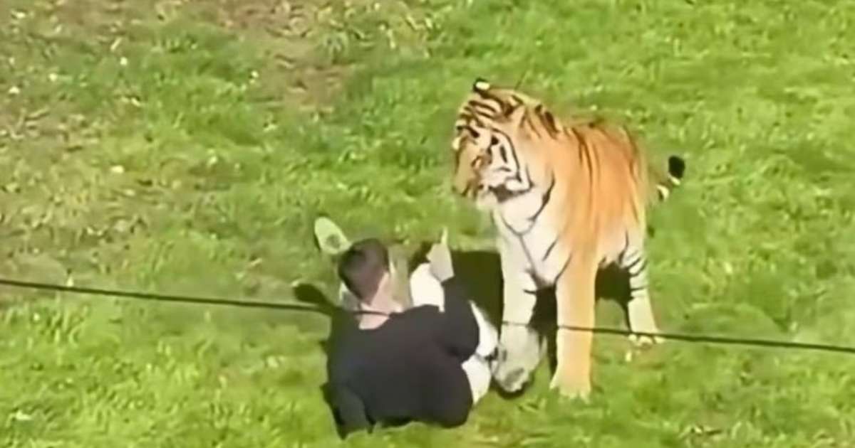 Homem morre após pular em jaula de tigre em zoológico na Inglaterra