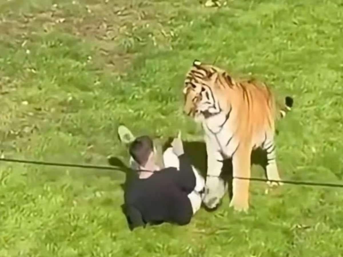 Homem morre após pular em jaula de tigre em zoológico na Inglaterra