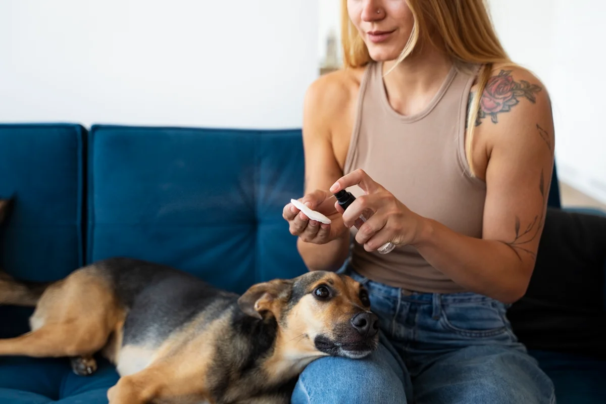 Limpeza de ouvido nos pets evita infecções e doenças; confira passo a passo
