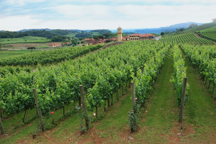 Brasil: Vinhos de Ótima Qualidade e Produção Nacional